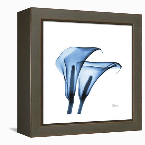 Indigo Calla Lilies C-Albert Koetsier-Framed Stretched Canvas