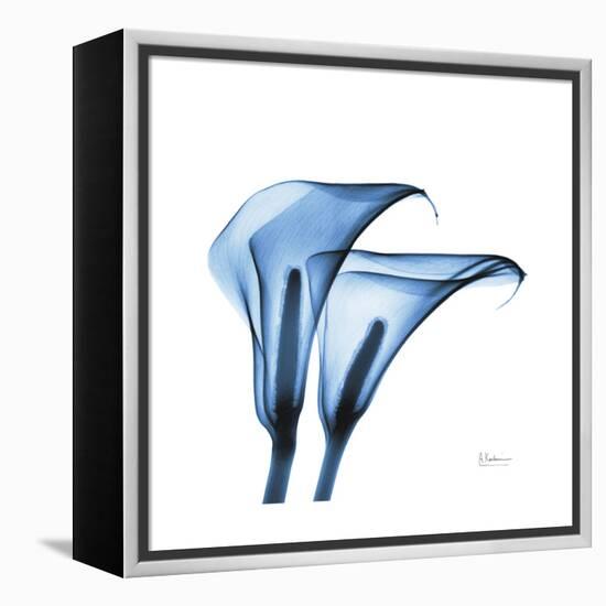 Indigo Calla Lilies C-Albert Koetsier-Framed Stretched Canvas