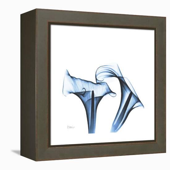 Indigo Calla Lilies D-Albert Koetsier-Framed Stretched Canvas