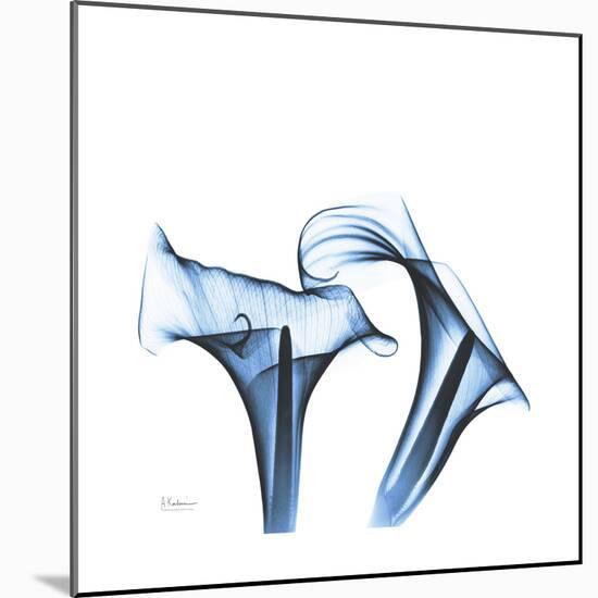 Indigo Calla Lilies D-Albert Koetsier-Mounted Premium Giclee Print