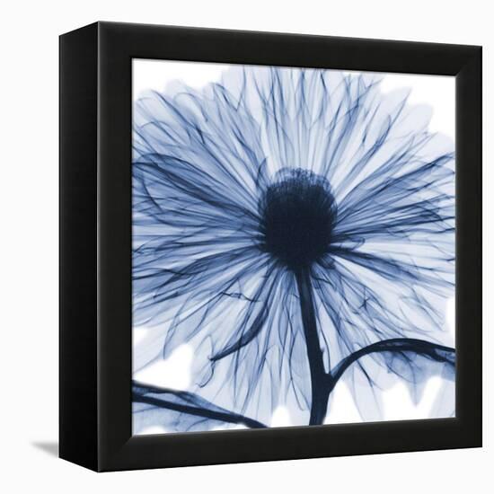 Indigo Chrysanthemum-Albert Koetsier-Framed Stretched Canvas