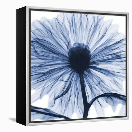 Indigo Chrysanthemum-Albert Koetsier-Framed Stretched Canvas