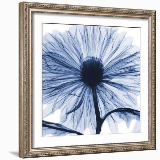 Indigo Chrysanthemum-Albert Koetsier-Framed Art Print