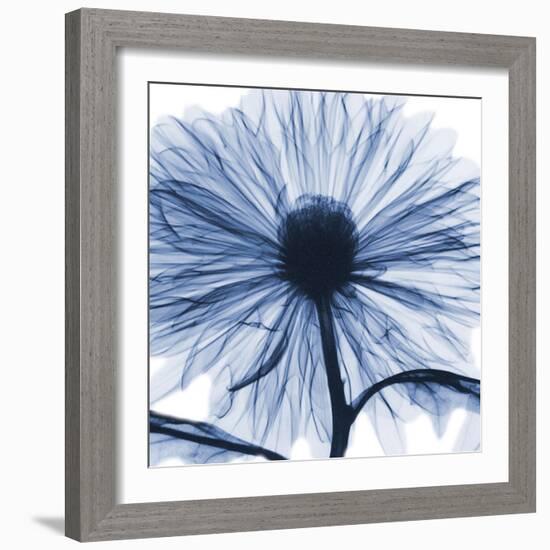 Indigo Chrysanthemum-Albert Koetsier-Framed Art Print