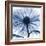 Indigo Chrysanthemum-Albert Koetsier-Framed Art Print