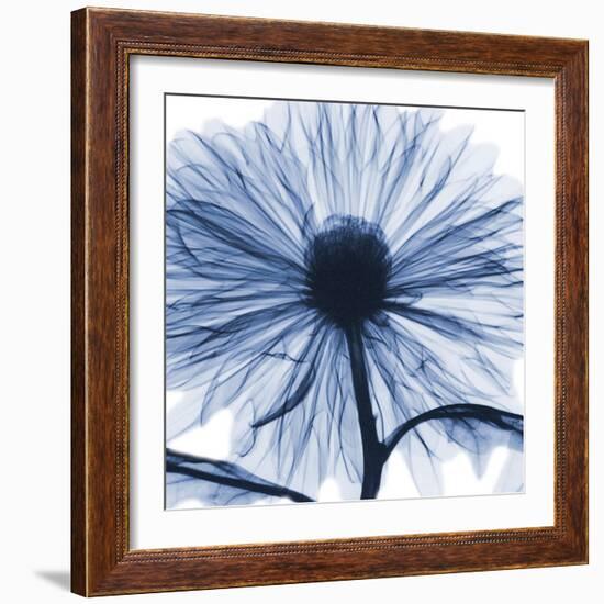 Indigo Chrysanthemum-Albert Koetsier-Framed Art Print