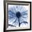 Indigo Chrysanthemum-Albert Koetsier-Framed Art Print