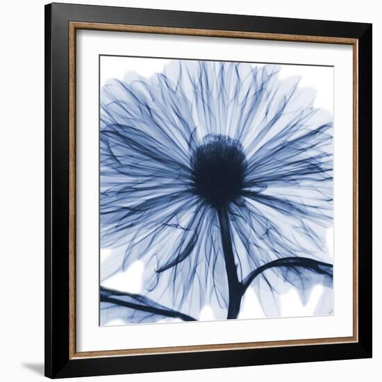 Indigo Chrysanthemum-Albert Koetsier-Framed Art Print