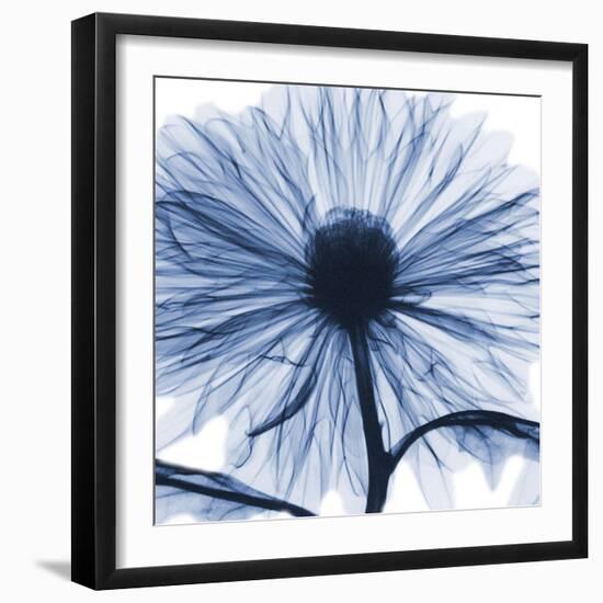 Indigo Chrysanthemum-Albert Koetsier-Framed Art Print