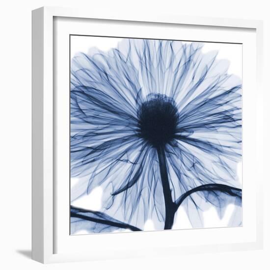 Indigo Chrysanthemum-Albert Koetsier-Framed Art Print