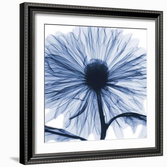 Indigo Chrysanthemum-Albert Koetsier-Framed Art Print