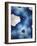 Indigo Daydream III-Renee W^ Stramel-Framed Premium Giclee Print