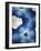 Indigo Daydream III-Renee W^ Stramel-Framed Premium Giclee Print
