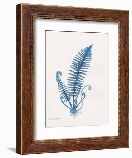 Indigo Fern IV-Gwendolyn Babbitt-Framed Art Print