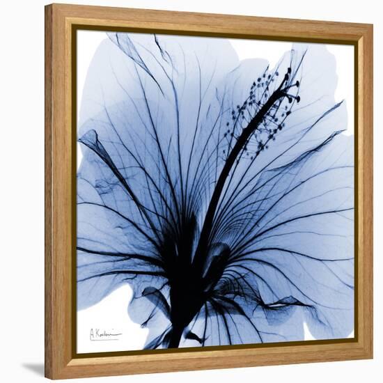 Indigo Hibiscus Turn-Albert Koetsier-Framed Stretched Canvas