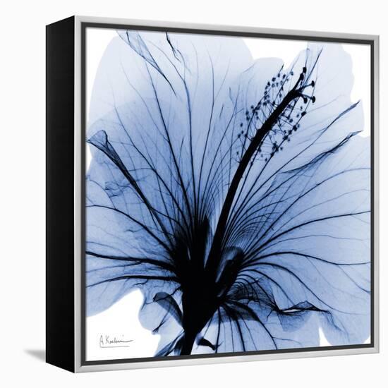 Indigo Hibiscus Turn-Albert Koetsier-Framed Stretched Canvas