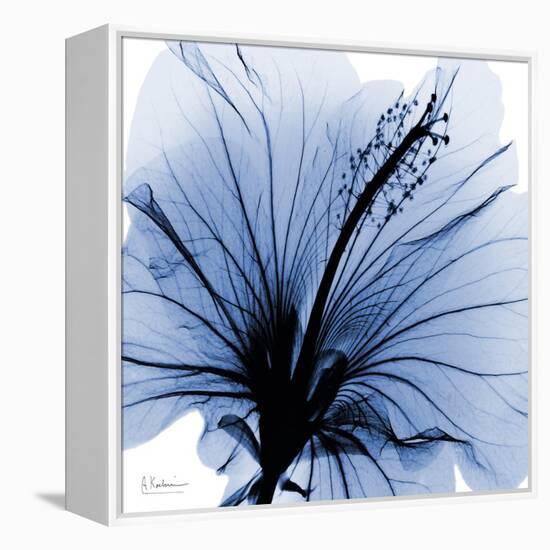 Indigo Hibiscus Turn-Albert Koetsier-Framed Stretched Canvas