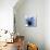 Indigo Hibiscus Turn-Albert Koetsier-Mounted Art Print displayed on a wall