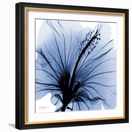 Indigo Hibiscus Turn-Albert Koetsier-Framed Art Print