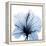 Indigo Hibiscus-Albert Koetsier-Framed Stretched Canvas