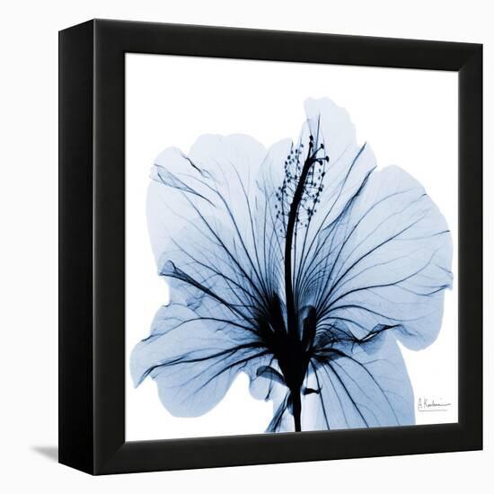 Indigo Hibiscus-Albert Koetsier-Framed Stretched Canvas