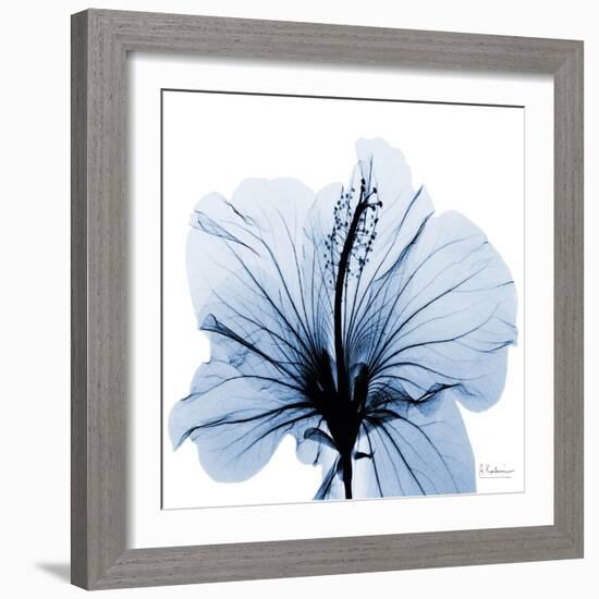 Indigo Hibiscus-Albert Koetsier-Framed Art Print