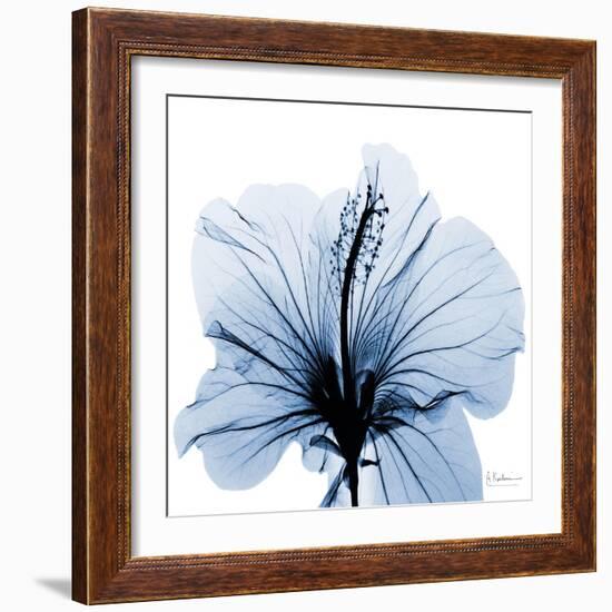 Indigo Hibiscus-Albert Koetsier-Framed Art Print