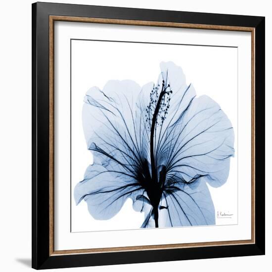 Indigo Hibiscus-Albert Koetsier-Framed Art Print