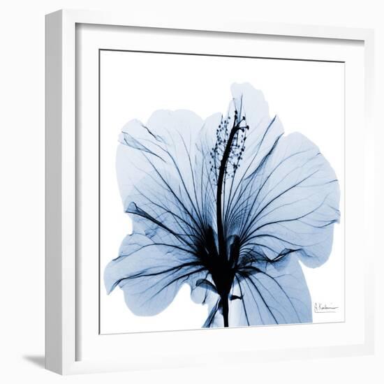 Indigo Hibiscus-Albert Koetsier-Framed Art Print