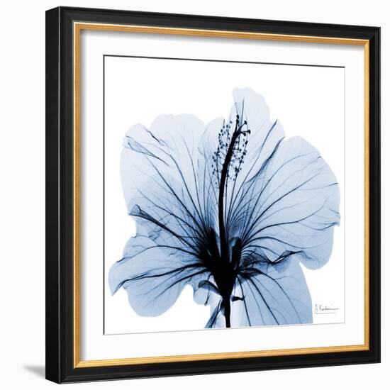 Indigo Hibiscus-Albert Koetsier-Framed Art Print