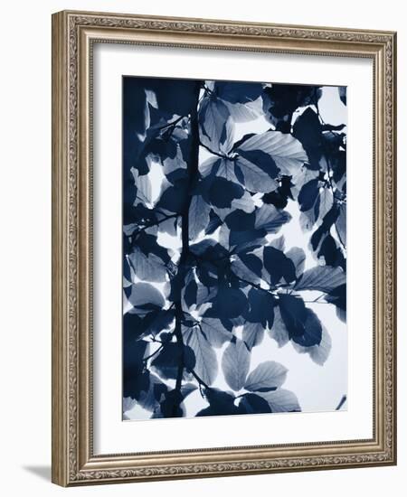 Indigo Leaves-Lexie Greer-Framed Photographic Print