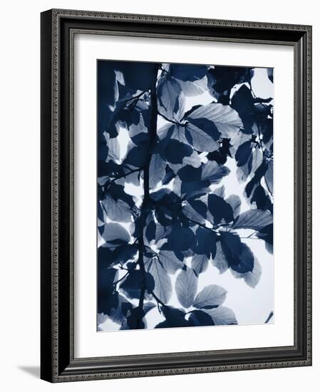 Indigo Leaves-Lexie Greer-Framed Photographic Print