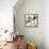 Indigo Luster Cyclamen 2-Albert Koetsier-Framed Stretched Canvas displayed on a wall