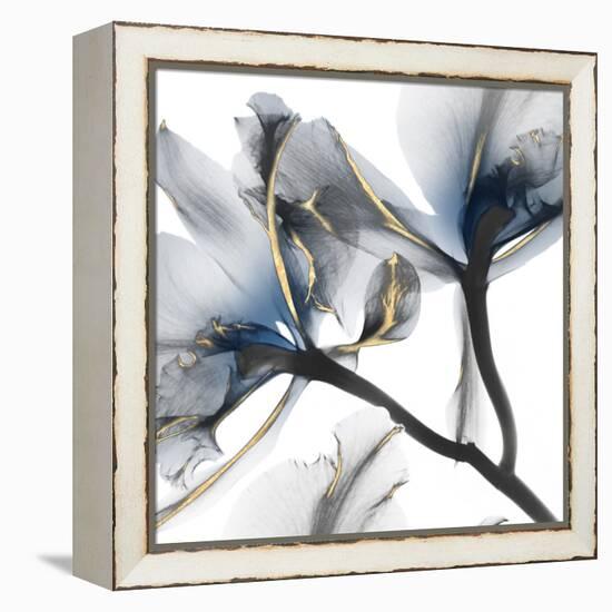 Indigo Luster Cyclamen 2-Albert Koetsier-Framed Stretched Canvas