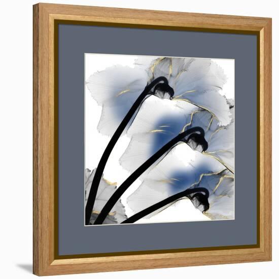 Indigo Luster Cyclamen Border-Albert Koetsier-Framed Stretched Canvas