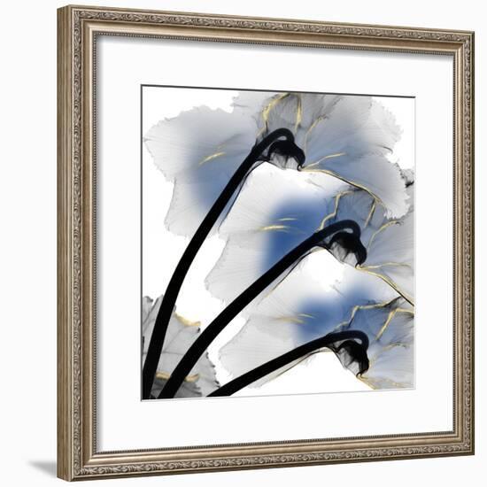 Indigo Luster Cyclamen-Albert Koetsier-Framed Photo