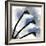 Indigo Luster Cyclamen-Albert Koetsier-Framed Photo