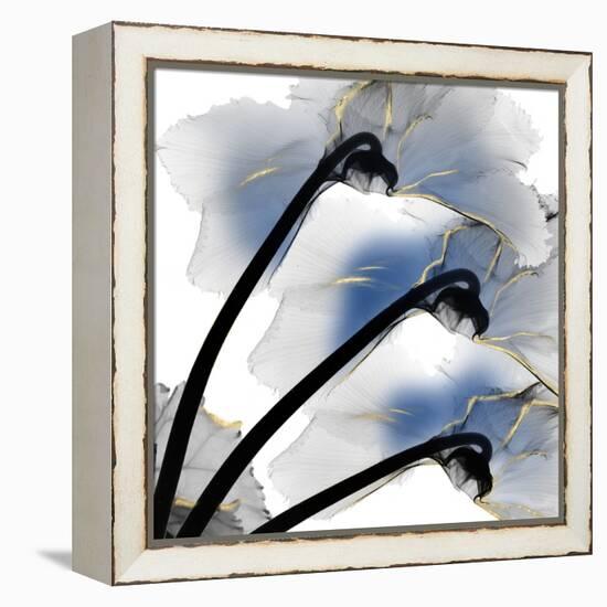 Indigo Luster Cyclamen-Albert Koetsier-Framed Stretched Canvas