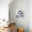 Indigo Luster Cyclamen-Albert Koetsier-Framed Stretched Canvas displayed on a wall