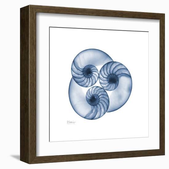 Indigo Nautilus Trio-Albert Koetsier-Framed Art Print