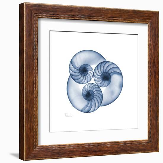 Indigo Nautilus Trio-Albert Koetsier-Framed Art Print