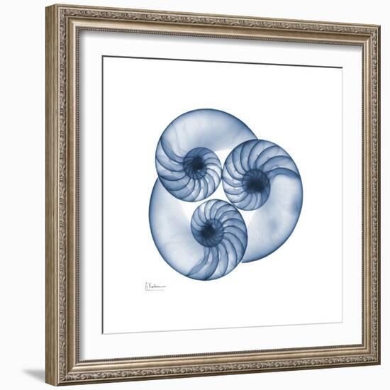 Indigo Nautilus Trio-Albert Koetsier-Framed Art Print