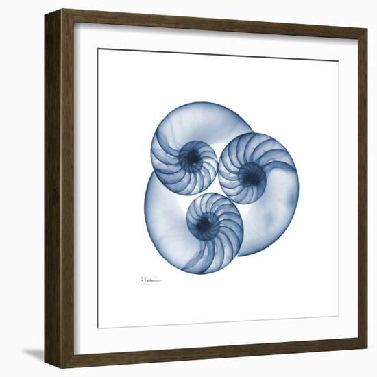 Indigo Nautilus Trio-Albert Koetsier-Framed Art Print