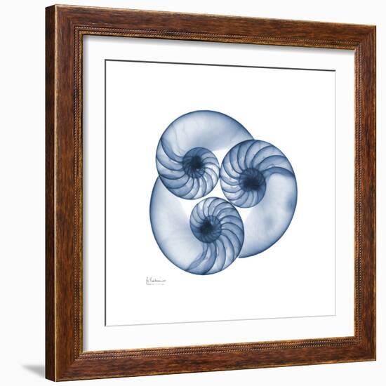 Indigo Nautilus Trio-Albert Koetsier-Framed Art Print