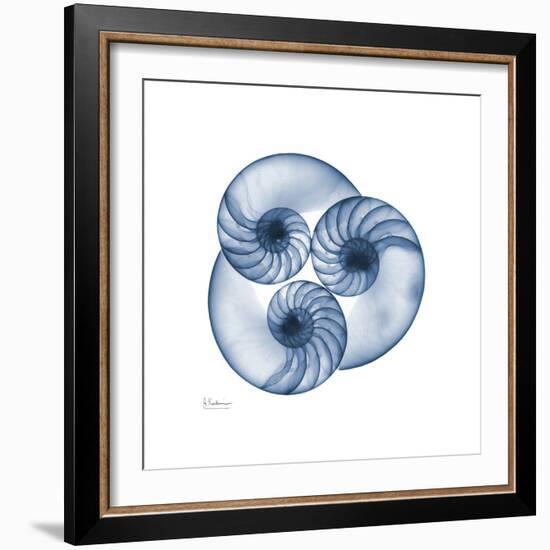 Indigo Nautilus Trio-Albert Koetsier-Framed Art Print