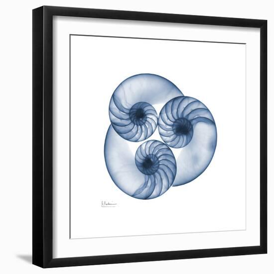 Indigo Nautilus Trio-Albert Koetsier-Framed Art Print