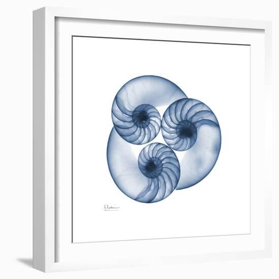 Indigo Nautilus Trio-Albert Koetsier-Framed Art Print