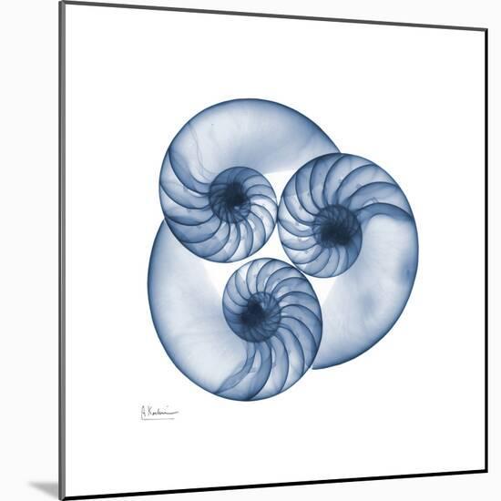 Indigo Nautilus Trio-Albert Koetsier-Mounted Art Print