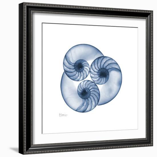 Indigo Nautilus Trio-Albert Koetsier-Framed Art Print