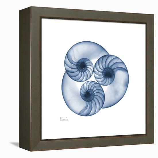 Indigo Nautilus Trio-Albert Koetsier-Framed Stretched Canvas